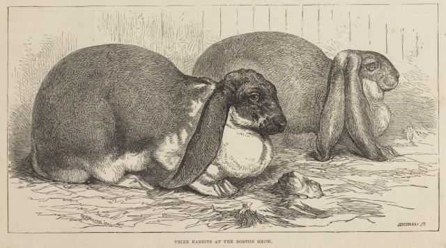 フルロップイヤー